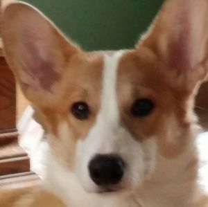 Meet your Posher, Janice